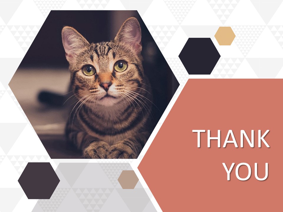 free-google-slides-themes-pet-cat