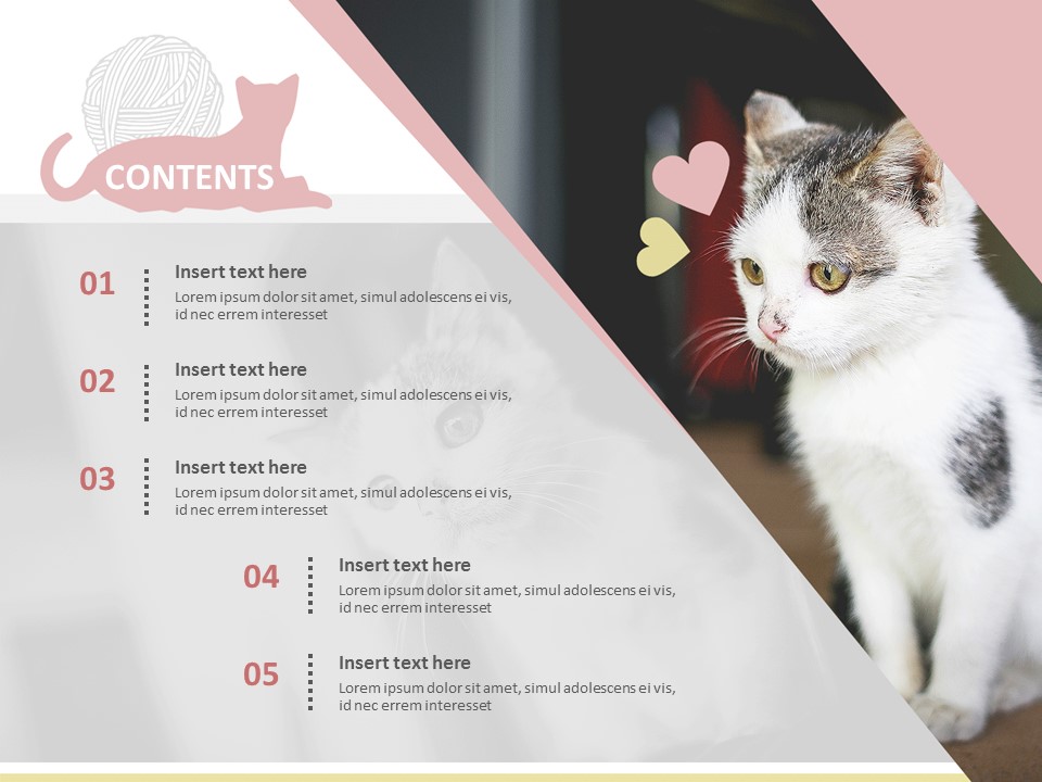 presentation about my cat