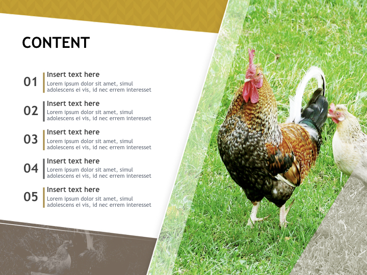 Keynote Images Free Download - a chicken on the field_02