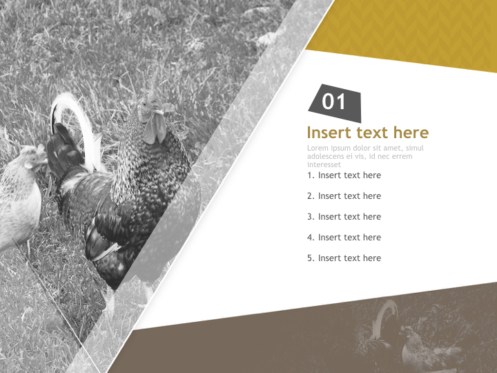 Keynote Images Free Download - a chicken on the field_03