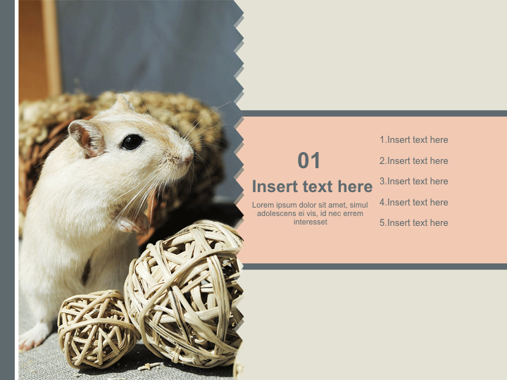 Hamsters for Pet - Free Keynote Template Download_03