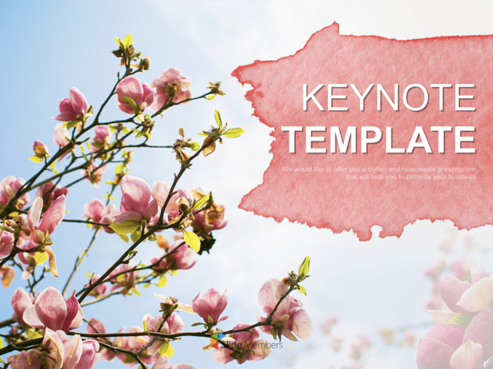 Keynote Images Free Download - Magnolias in the Spring_01