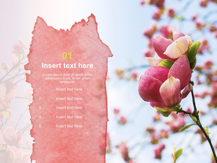 Keynote Images Free Download - Magnolias in the Spring_03