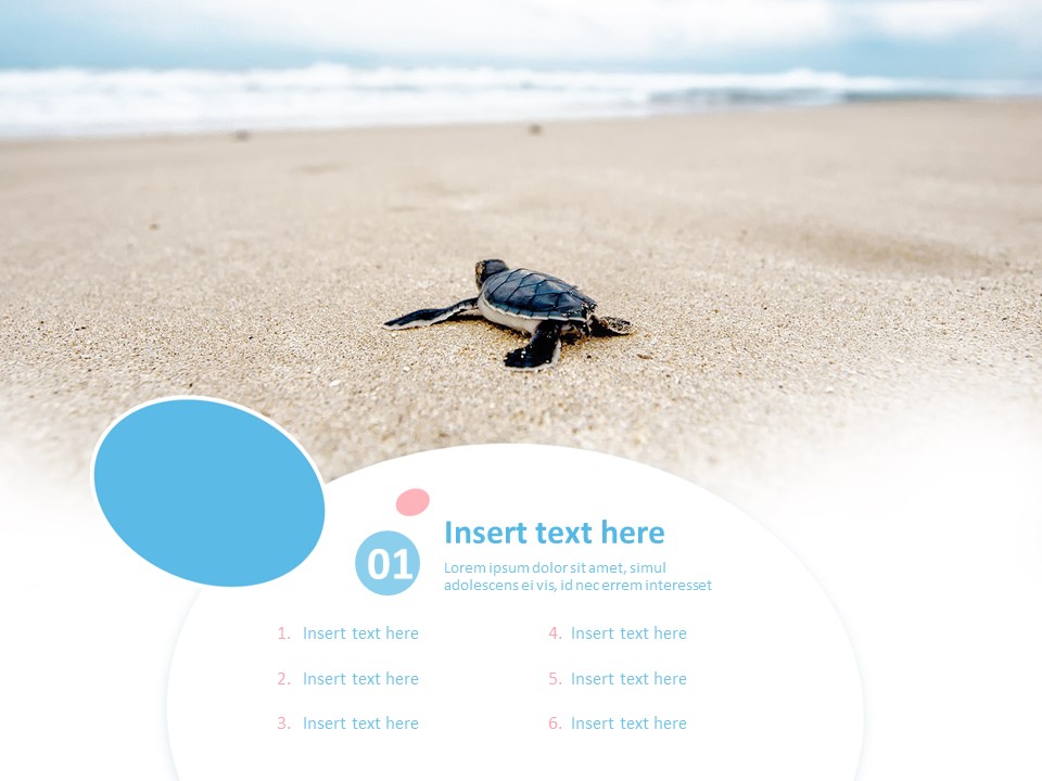 Free Images for PowerPoint - A Turtle Going to the Sea_03
