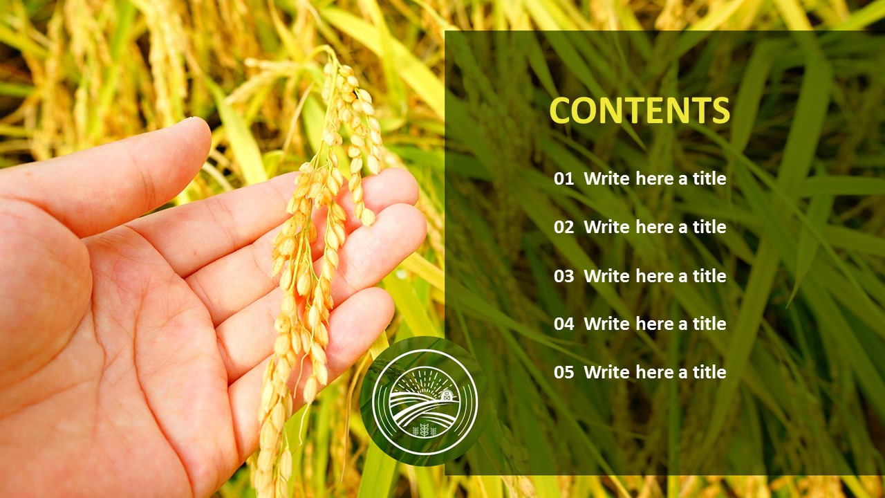 Free Presentation Template - Autumn Rice Plant
