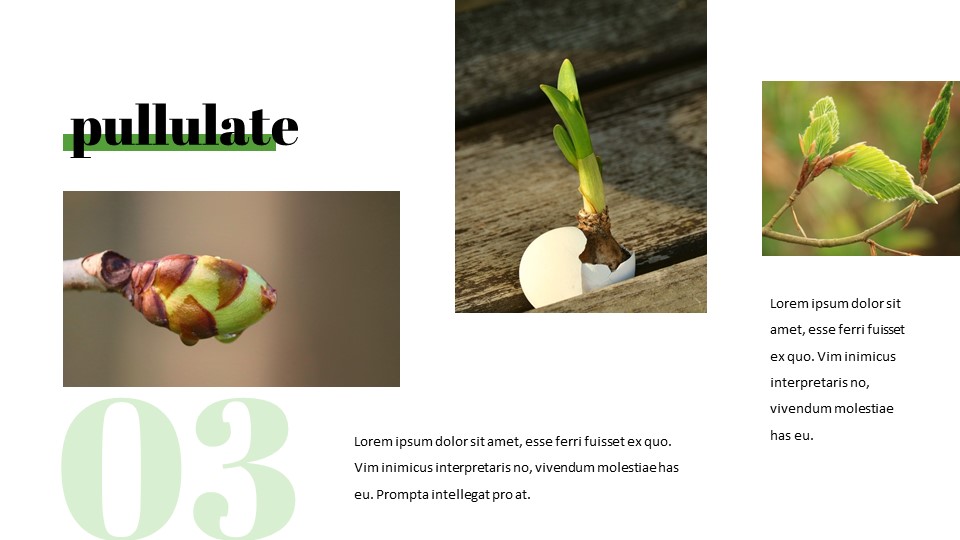 sprout Google Presentation SlidesNature