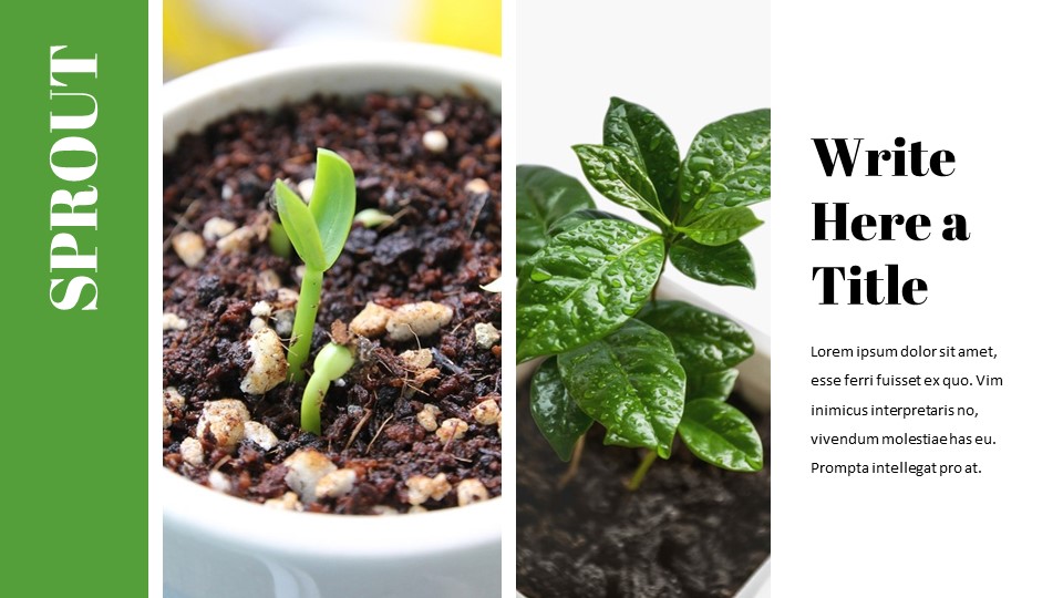 sprout Google Presentation SlidesNature