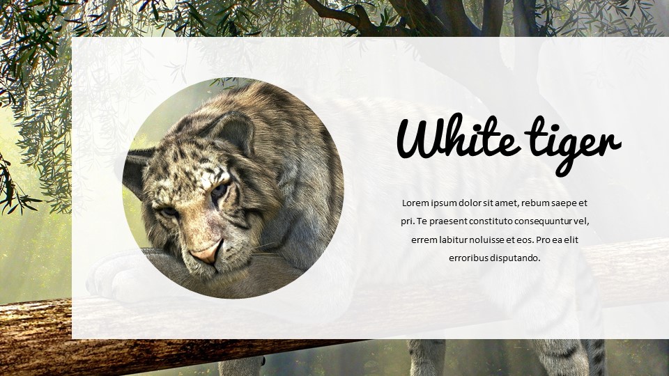 Jungle Simple Google Slides Templates