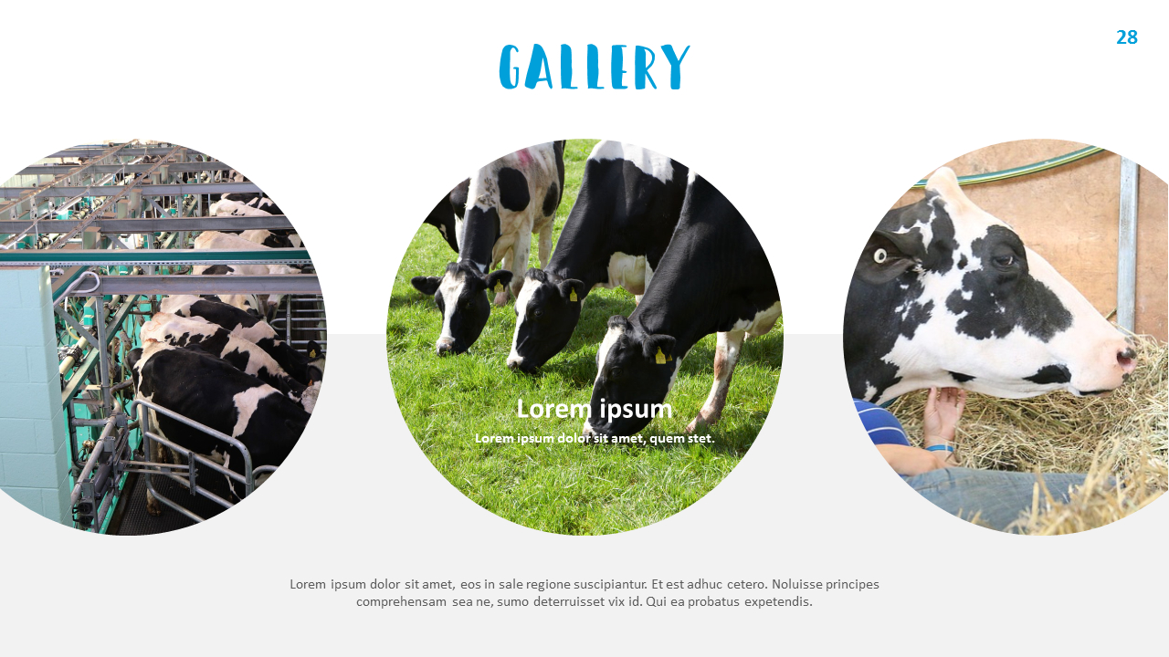 Dairy Farming Simple Templates Design