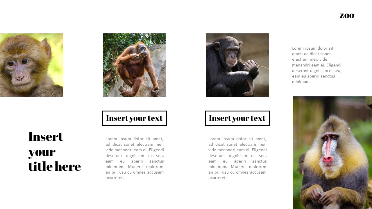 Zoo Google Slides Templates for Your Next Presentation