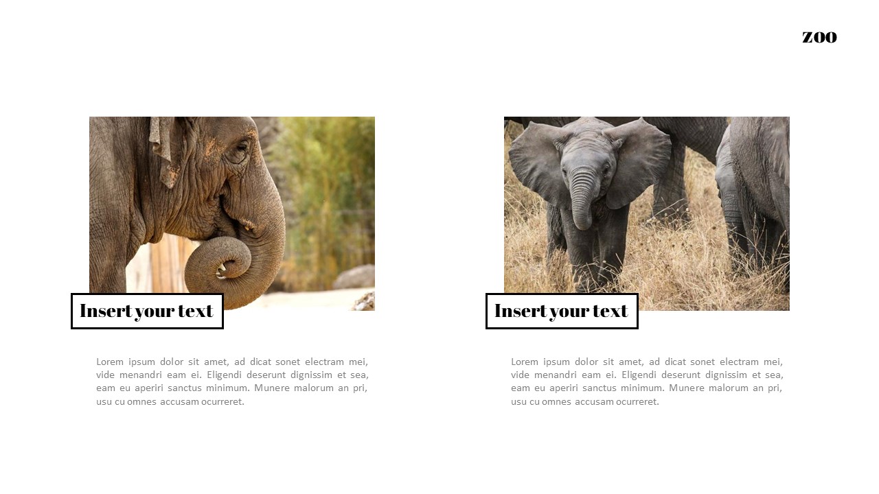 Zoo Google Slides Templates for Your Next Presentation