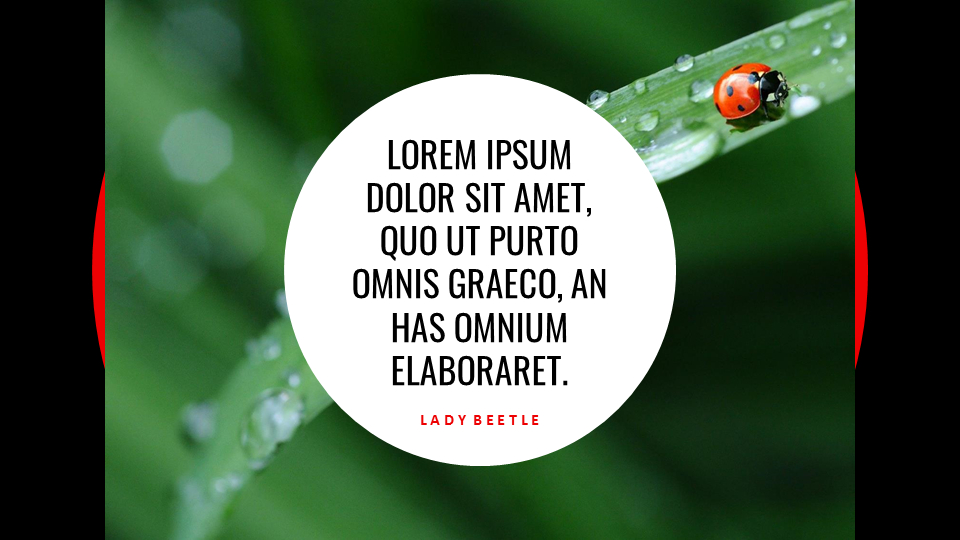 瓢虫 谷歌演讲_03