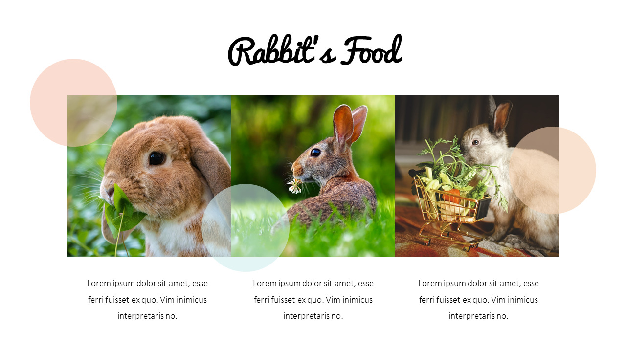 rabbit business strategy ppt lifestyle