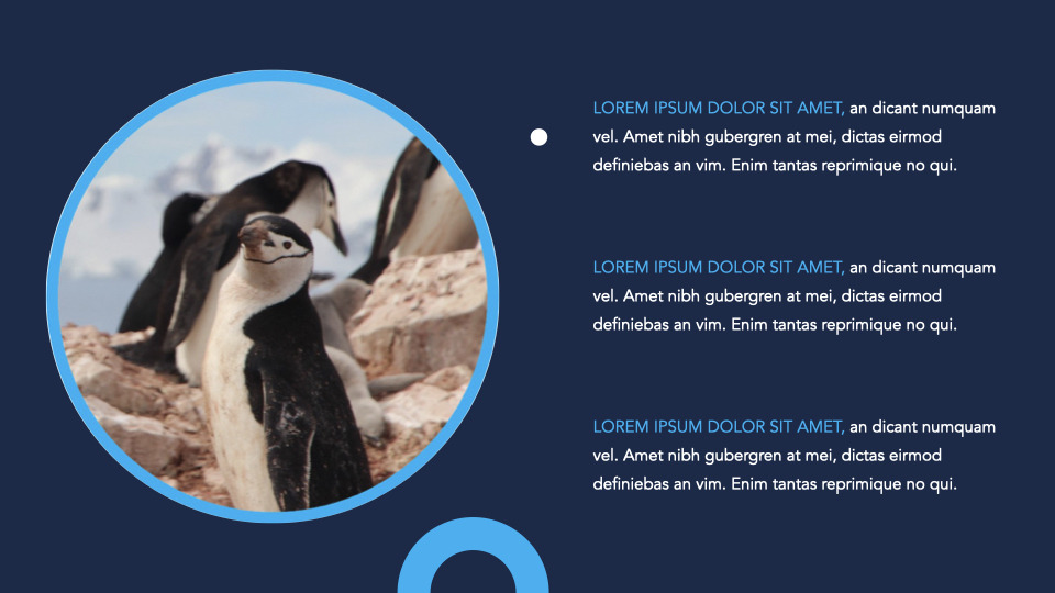 ペンギン マイクロソフトのキーノート ライフスタイル ペンギン マイクロソフトのキーノート ライフスタイル