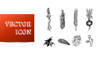 향신료와 조미료 파워포인트_34