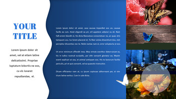 나비 슬라이드 프레젠테이션_31