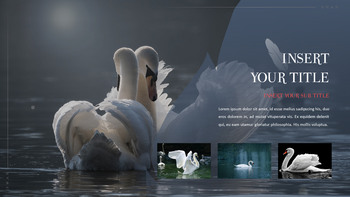 Swan Powerpoint Presentation_14