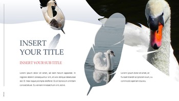 Swan Simple Google Templates_27