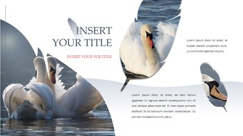 Swan Simple Google Templates_30