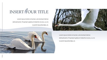 Swan Simple Google Templates_33