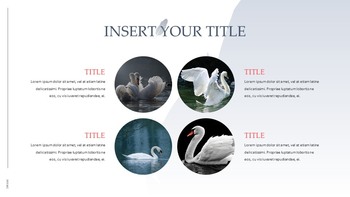 Swan Simple Google Templates_36