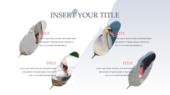 Swan Simple Google Templates_37