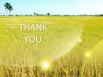 免费PowerPoint模板 - 田间水稻成熟_06