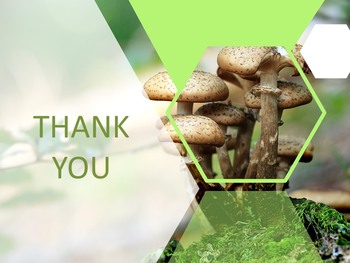 mushroom template ppt