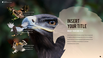 鹰 PowerPoint演示模板_28