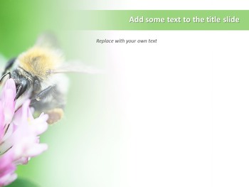 bee powerpoint template free