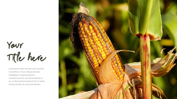 金秋时节 简单的模板_28