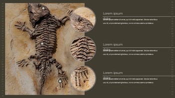 Fossile Semplici modelli di diapositive_06