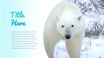 Where do polarbears live Google Presentation Templates_05