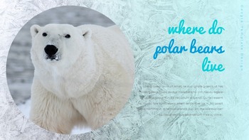 Where do polarbears live Google Presentation Templates_15