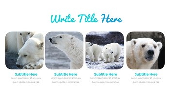 Where do polarbears live Google Presentation Templates_20