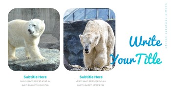 Where do polarbears live Google Presentation Templates_29