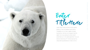 Où vivent les ours polaires Diapositives PPT_09