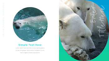 Où vivent les ours polaires Diapositives PPT_16