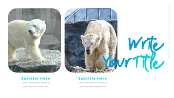 Où vivent les ours polaires Diapositives PPT_29