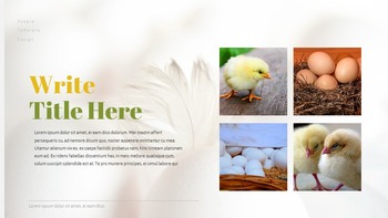 PoultryFarm Creative Google Slides_14