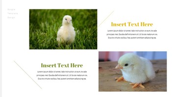 PoultryFarm Creative Google Slides_19