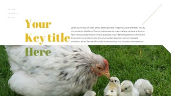 PoultryFarm Creative Google Slides_21