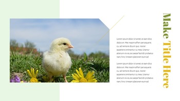 PoultryFarm Creative Google Slides_25