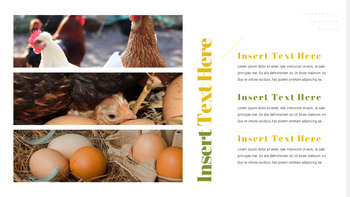 饲养场 简单的PowerPoint模板_15