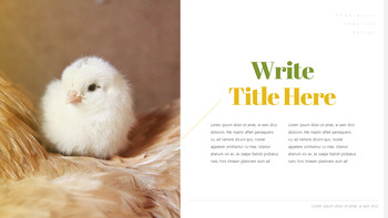 饲养场 简单的PowerPoint模板_20