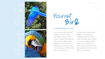 A Flying Bird PowerPoint Table of Contents_12