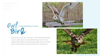 A Flying Bird PowerPoint Table of Contents_17