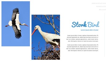 A Flying Bird Simple Google Slides Templates_14