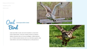 Ein fliegender Vogel Einfache Google Slides-Vorlagen_17