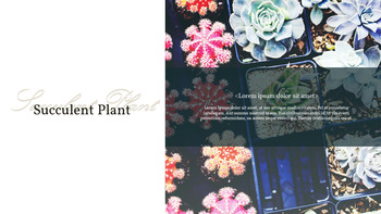 Pianta succulenta Business PPT_05